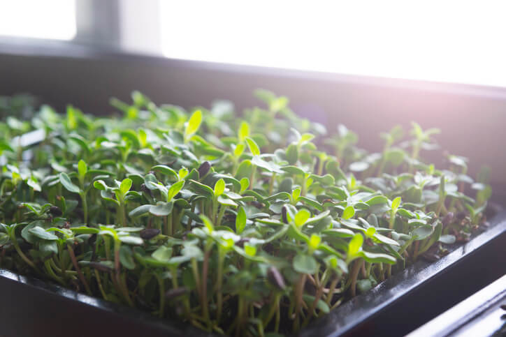 Geeignete Kressesorten