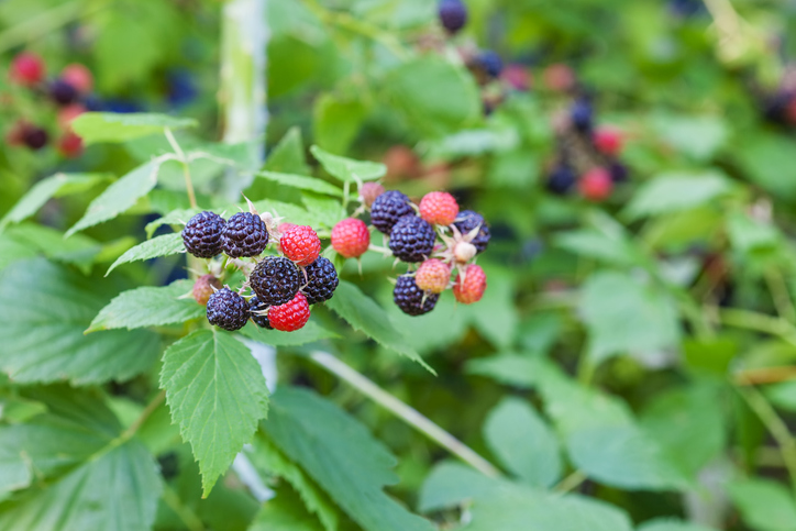 Geeignete Sorten für den Balkonanbau