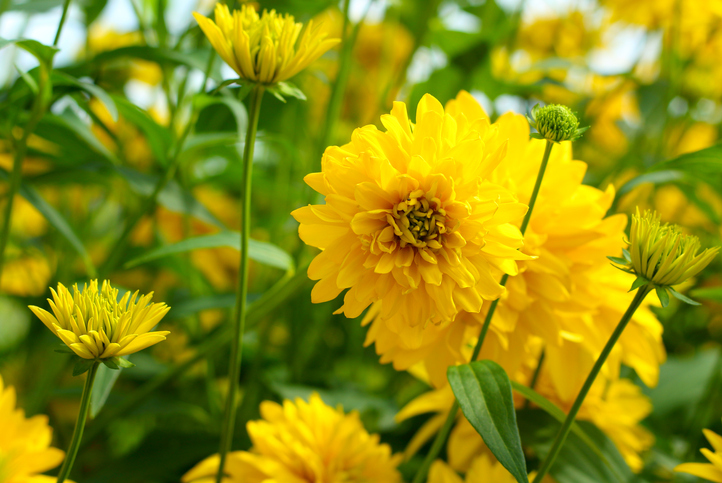 Gefüllter Sonnenhut