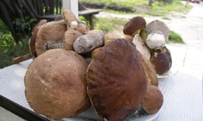 Gehören Pilze zum Gemüse oder Obst
