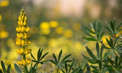 Gelbe Lupine - Anbau und Pflege