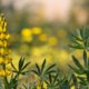 Gelbe Lupine - Anbau und Pflege