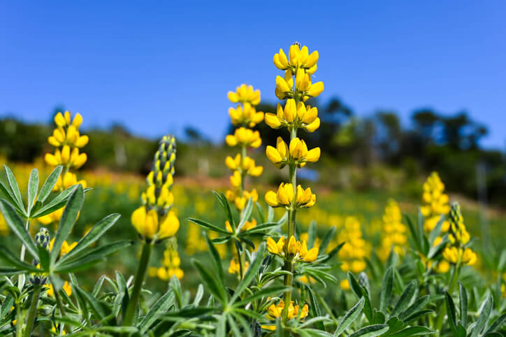 Gelbe Lupinen im Garten