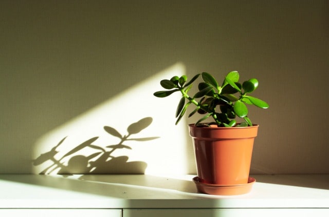 Geldbaum Stecklinge ziehen und einpflanzen
