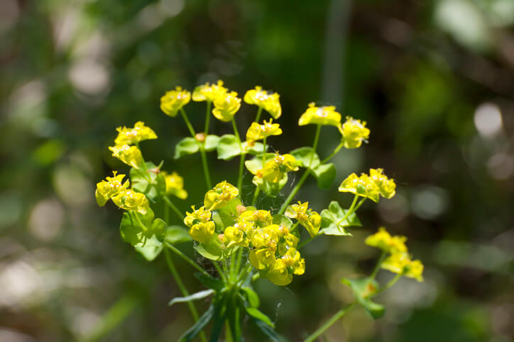 Gemeinsamkeiten der Euphorbien