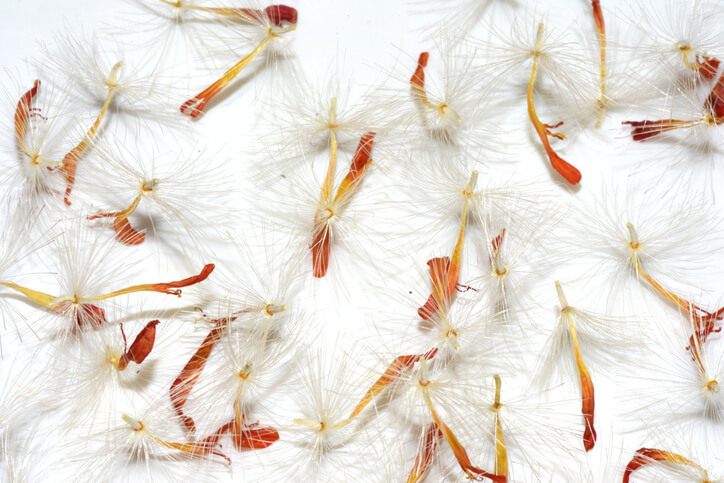 Gerbera aussäen – welche Samen sind am besten