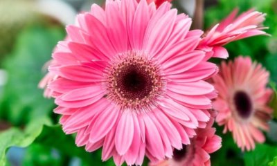 Gerbera im Sommer und Winter richtig pflegen