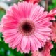 Gerbera im Sommer und Winter richtig pflegen