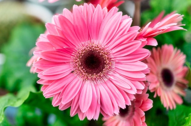 Gerbera im Sommer und Winter richtig pflegen