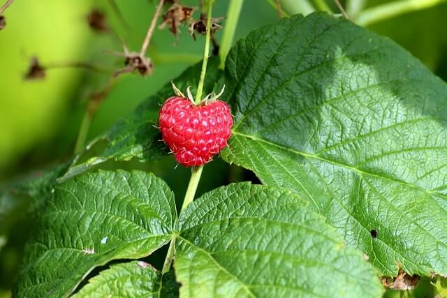 Gerüst für Himbeeren selber bauen