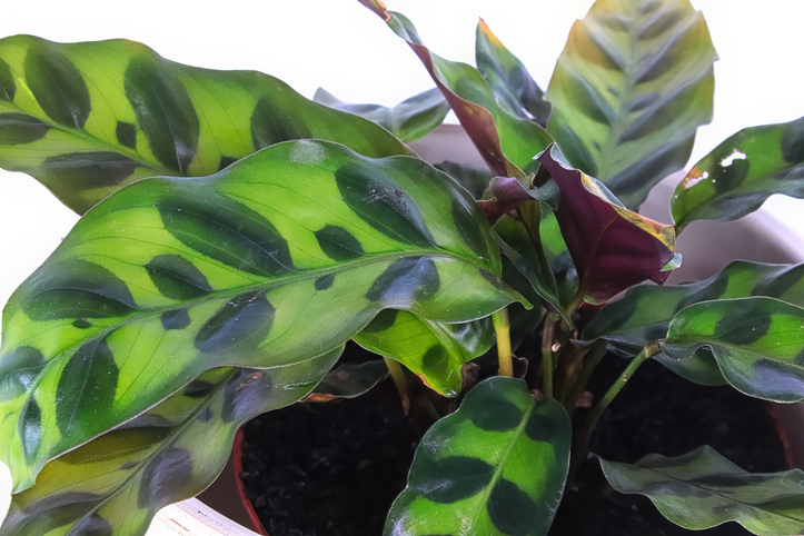 Gießen, Düngen und Umtopfen