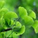Ginkgo richtig düngen