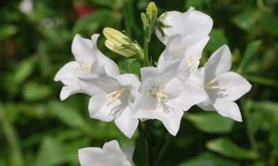 Glockenblume auf dem Balkon kultivieren