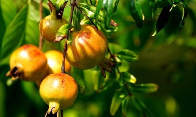 Granatapfel Samen einpflanzen