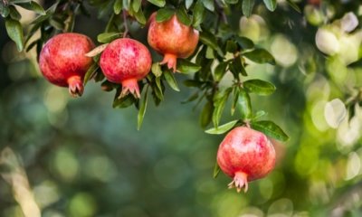 Granatapfelbaum schneiden - Anleitung und Tipps