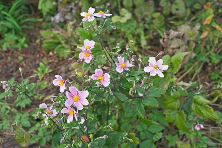 Gründe für einen Schnitt