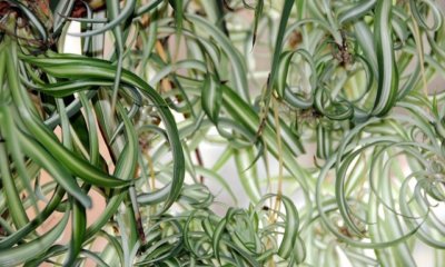 Grünlilie durch Stecklinge vermehren
