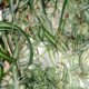 Grünlilie durch Stecklinge vermehren