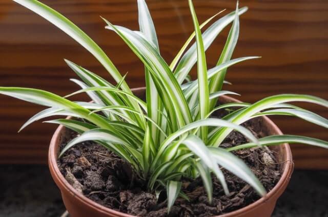 Grünlilie mit Hausmitteln düngen