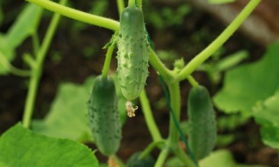 Gurken im Garten anbauen und pflegen