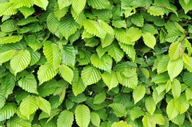 Hainbuche im Winter pflegen