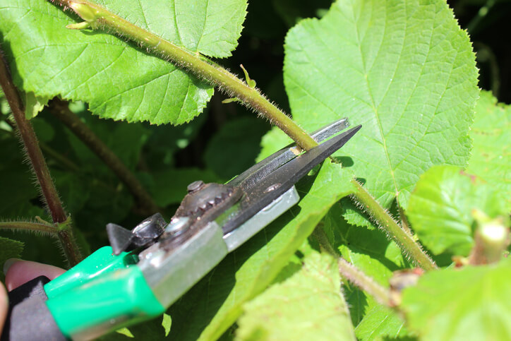 Haselnussstrauch mit Hilfe von Stecklingen ziehen