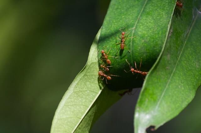 Hausmittel gegen rote Ameisen im Garten