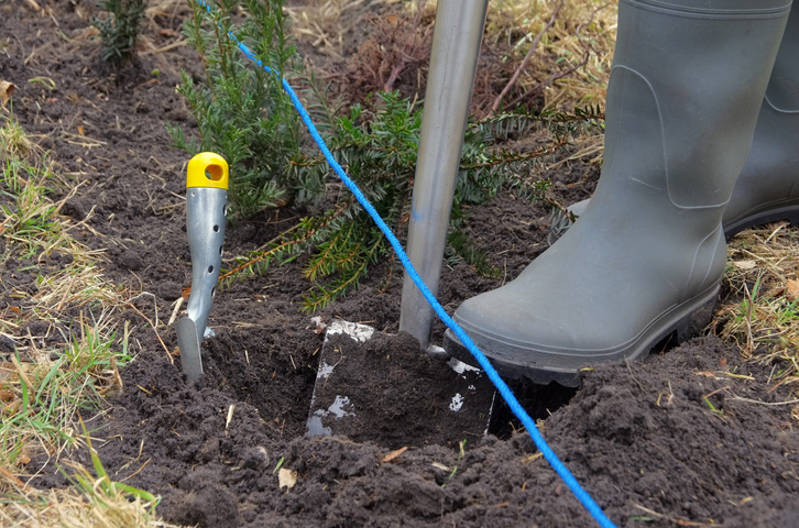 Hecke ausgraben und umsetzen