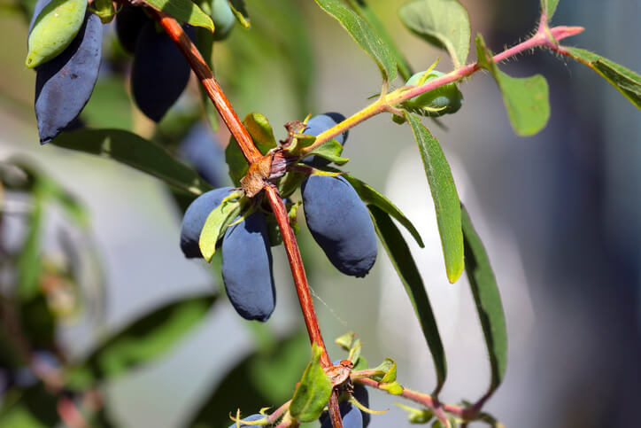 Heckenkirsche im Herbst zurückschneiden
