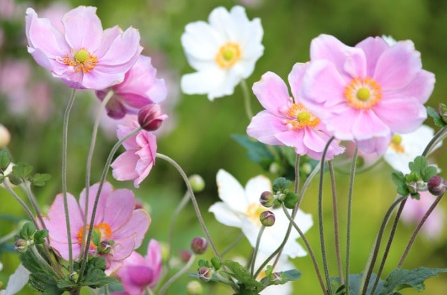 Herbstanemone richtig schneiden