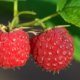 Himbeeren im Garten anbauen