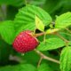 Himbeeren ohne Kerne - gibt es das