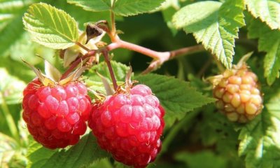 Himbeeren vor Schimmel schützen