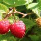 Himbeeren vor Schimmel schützen