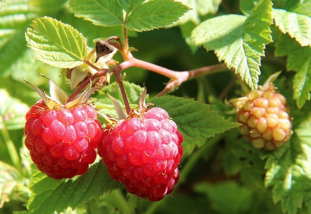 Himbeeren vor Schimmel schützen