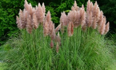 Höhe und Breite von Pampasgras