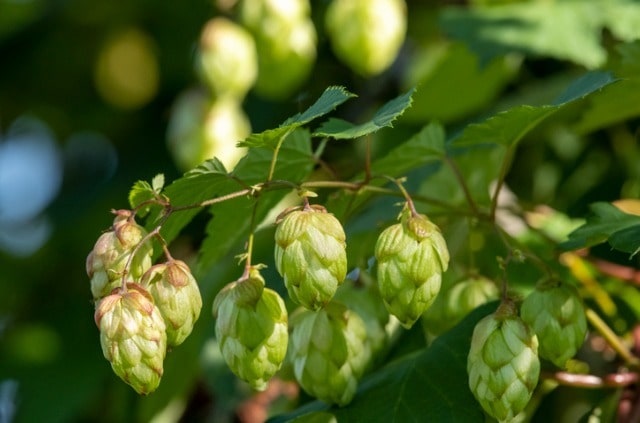 Hopfen - Frucht oder Gemüse