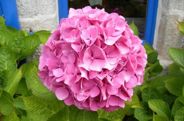 Hortensie hat verbrannte Blätter - was tun