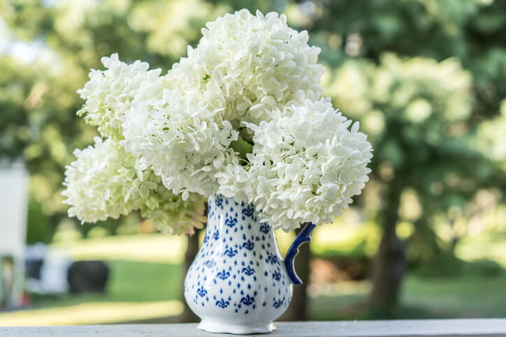 Hortensien in der Vase Tipps und Kniffe für längere Haltbarkeit