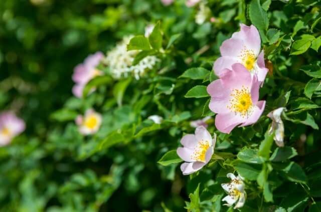 Hundsrose als Hecke pflanzen