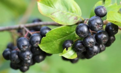 Ist Aronia für Katzen und Hunde giftig