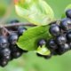 Ist Aronia für Katzen und Hunde giftig