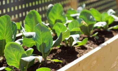 Ist Blumenerde für das Hochbeet geeignet
