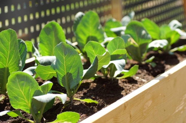 Ist Blumenerde für das Hochbeet geeignet