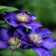 Ist Clematis mehrjährig