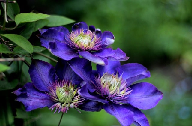 Ist Clematis mehrjährig