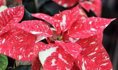 Ist Euphorbia winterhart