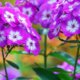 Ist Phlox wirklich winterhart