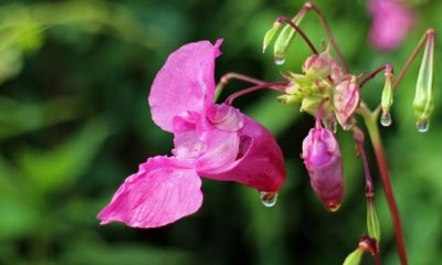 Ist Springkraut essbar