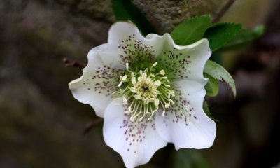 Ist die Christrose winterhart